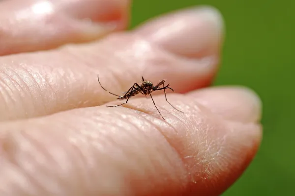 Asian Tiger Mosquitos