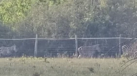HatvanpusztaZebras X