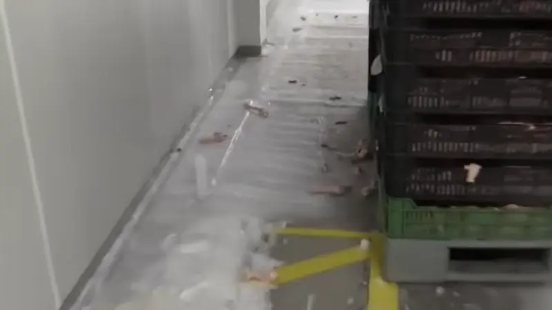 Nebih Gyros Penesz Hus