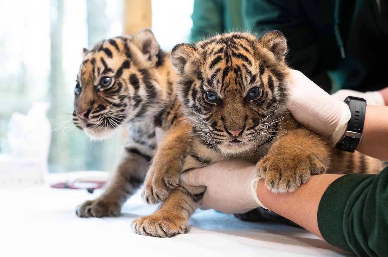 Sumatran Tiger Cubs Born At Nyiregyhaza Zoo