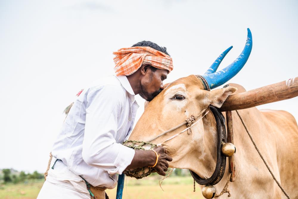 India Guest Worker Dairy Farm