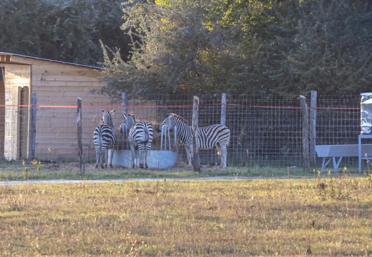 Zebras In Hungary