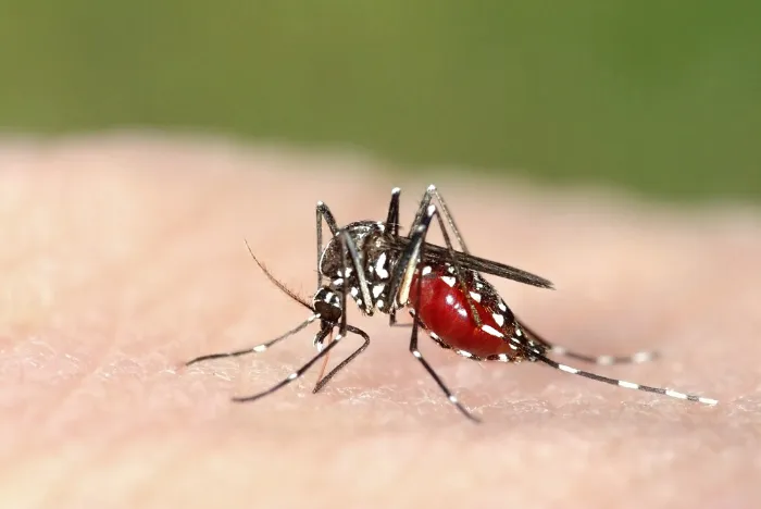 Asian Tiger Mosquito