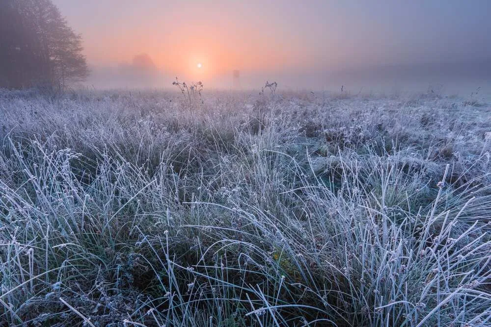 Frost Bukk July
