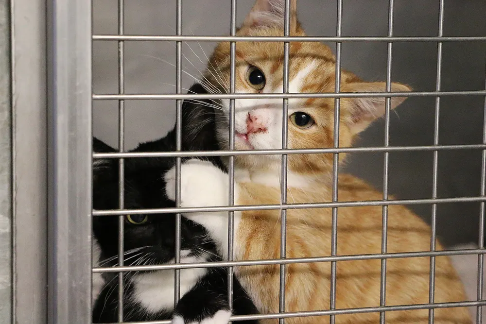 Kittens