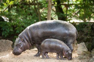 sóstó miniature hippo