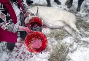 Lövéte, 2016. február 3. Vér a fazékban a disznóvágáson a Hargita megyei Lövétén, Erdélyben 2016. február 1-jén. MTI Fotó: Mohai Balázs