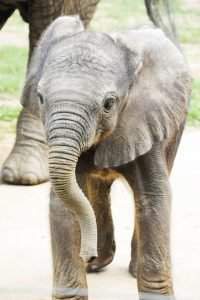 nyíregyházi állatpark kito