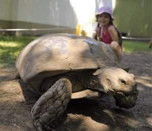 nyíregyházi állatpark teknős