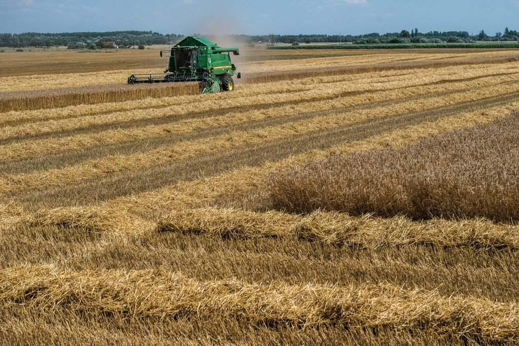 pšenice-búza-zemědělství