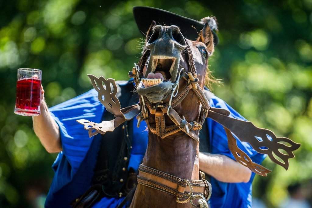 Equestrian festival in Kiskunfélegyháza