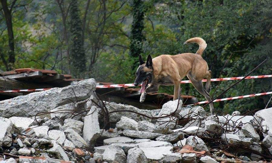 rescue-dog-world-championships-mentokutya