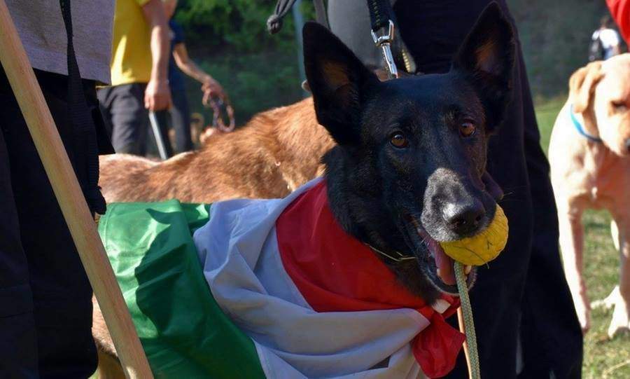 rescue-dog-world-championships-mentokutya