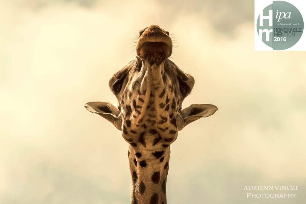 ipa-Giraffe
