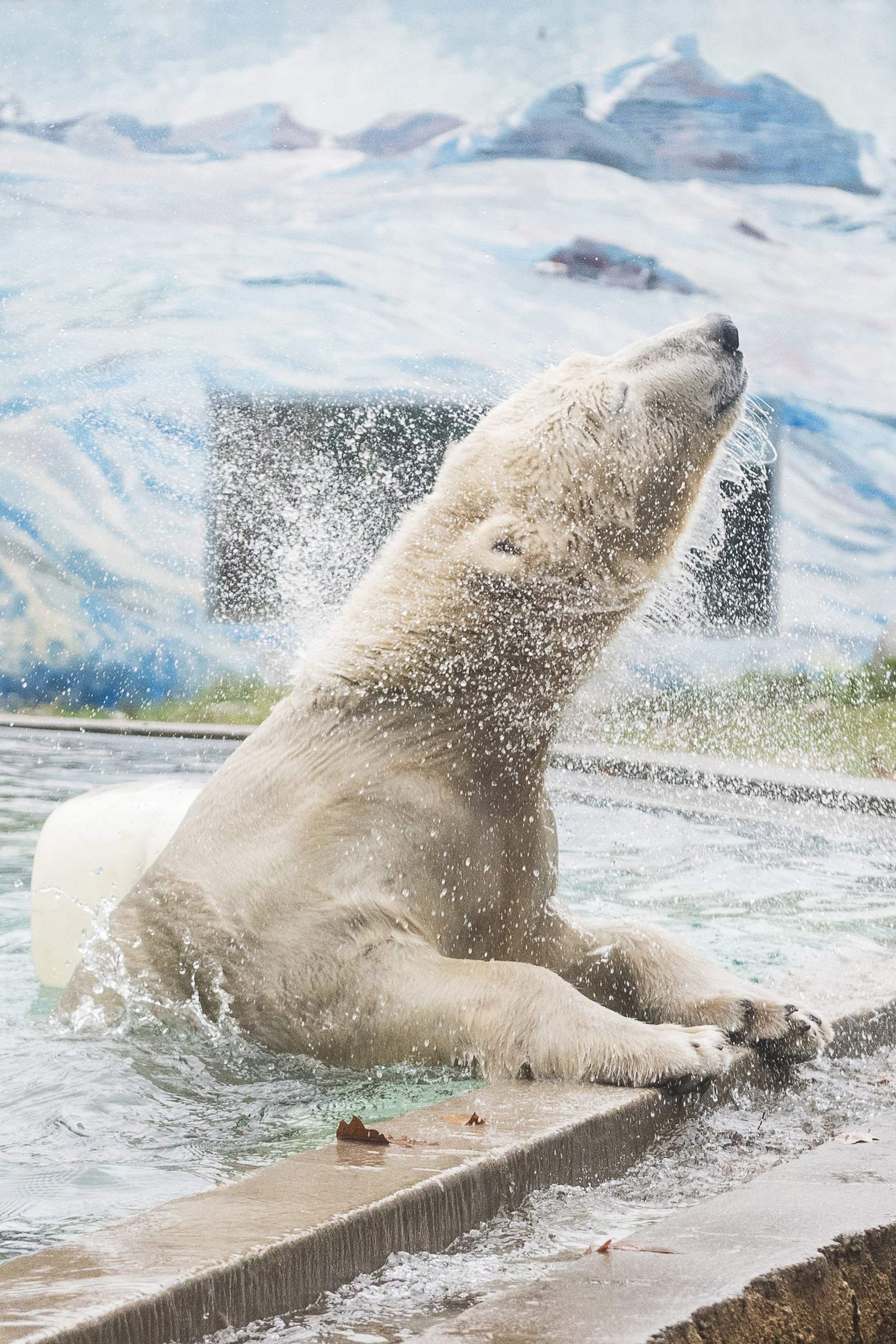 Jegesmedve érkezett a Nyíregyházi Állatparkba