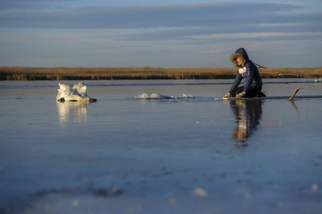 天鹅从结冰的蒂萨湖中获救