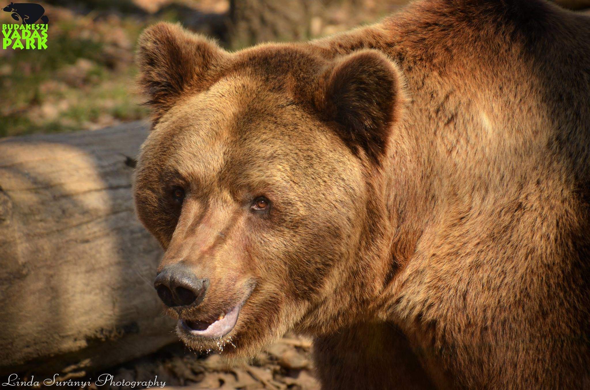brown bear budakeszi zoo