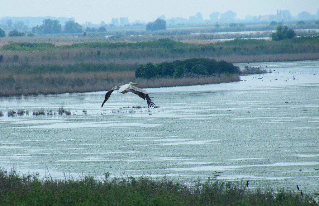 hortobágy nemzeti park2 Koczka András