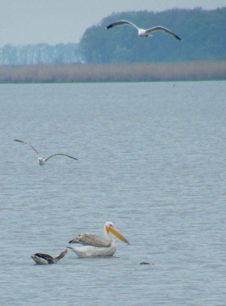 hortobágy nemzeti park Koczka András