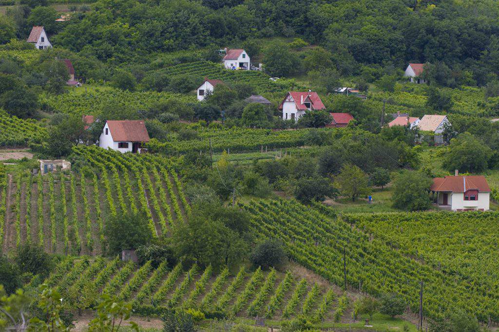 Szekszárd borvidék wine region grape