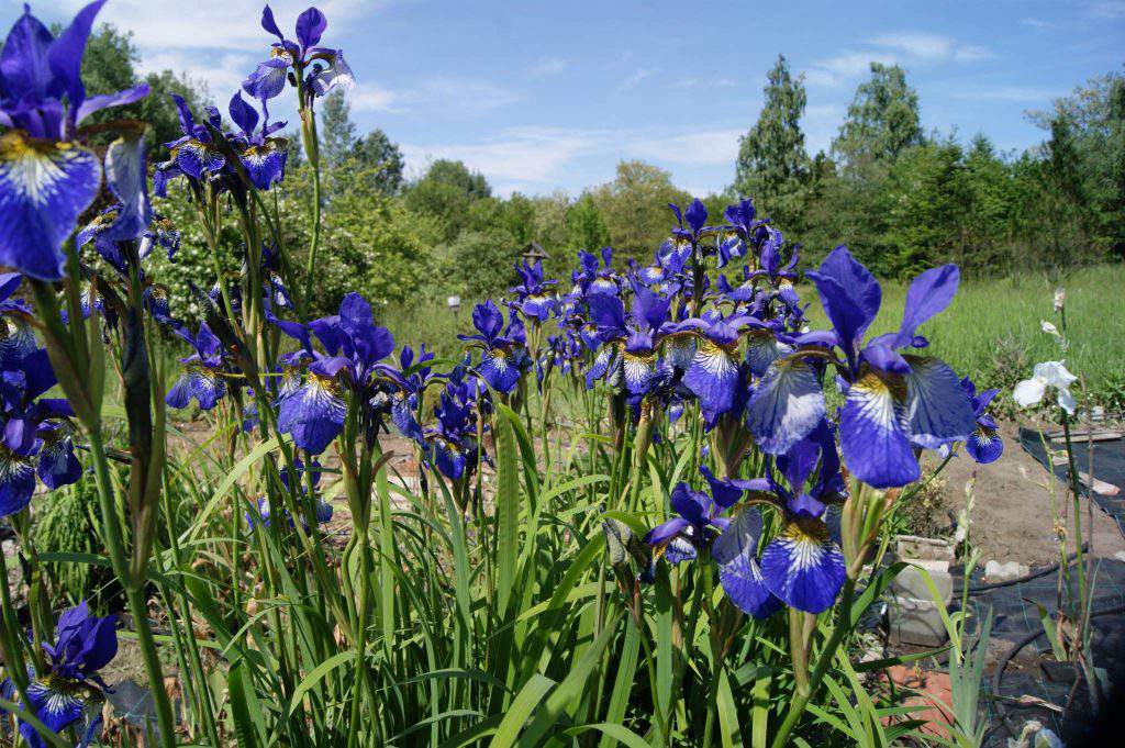 Nyíri arborétum facebook