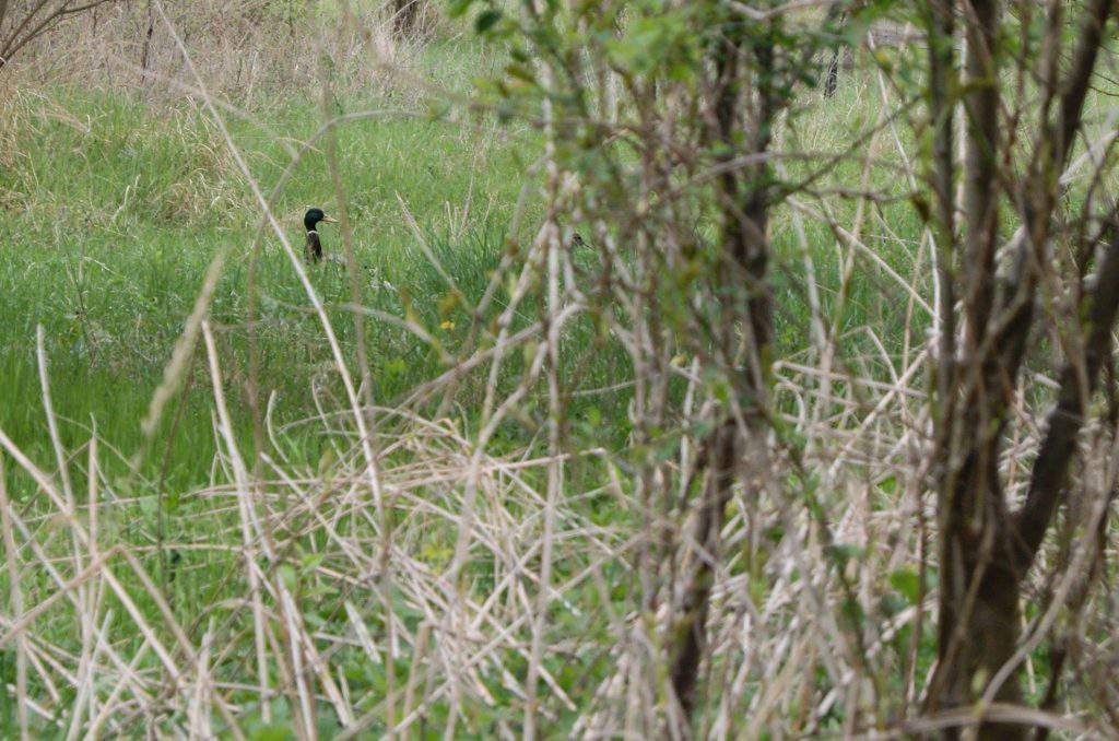 Nyíri arborétum facebook2