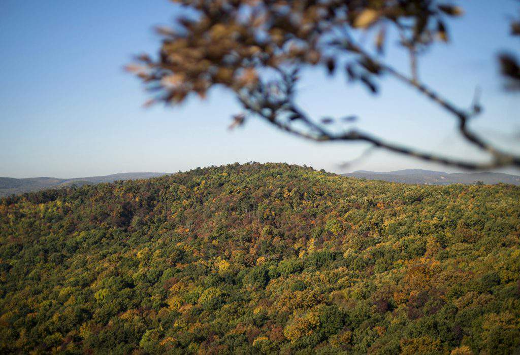 ősz budai gekyek mti