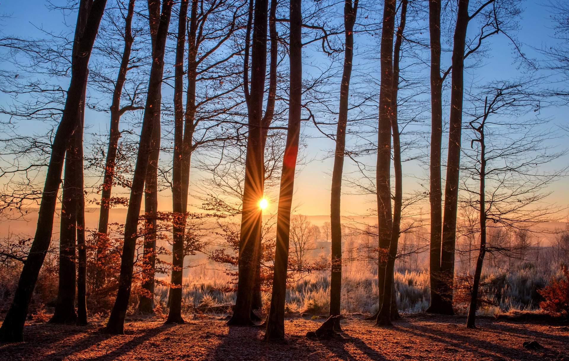 forest winter erdő tél sunrise napfelkelte sunset naplemente