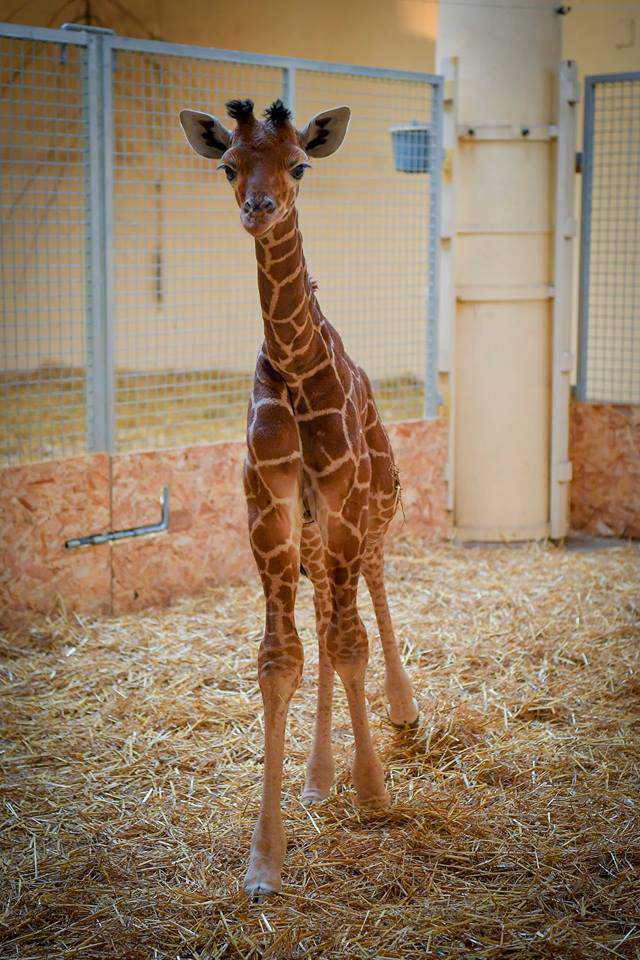 Super cute giraffe  baby  born in the Debrecen Zoo PHOTO 