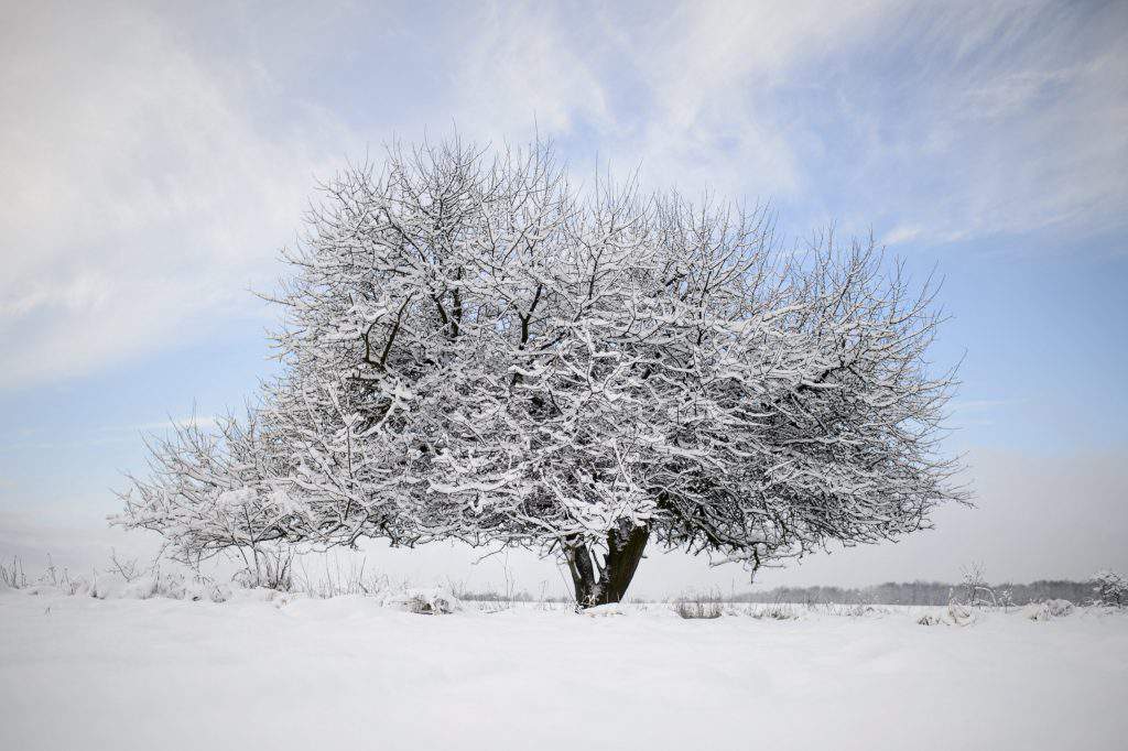 strom zimní sníh ledově studený