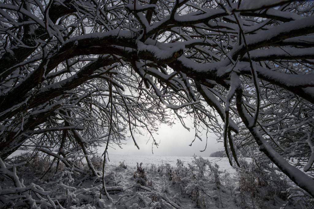 iarnă copac zăpadă gheață