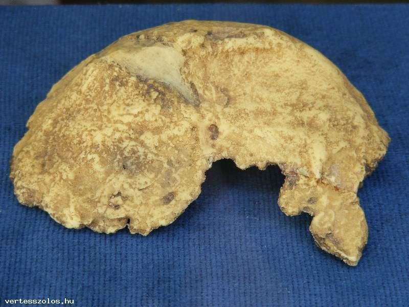 artefact bone Samu Sámuel Vértesszőlős homo erectus