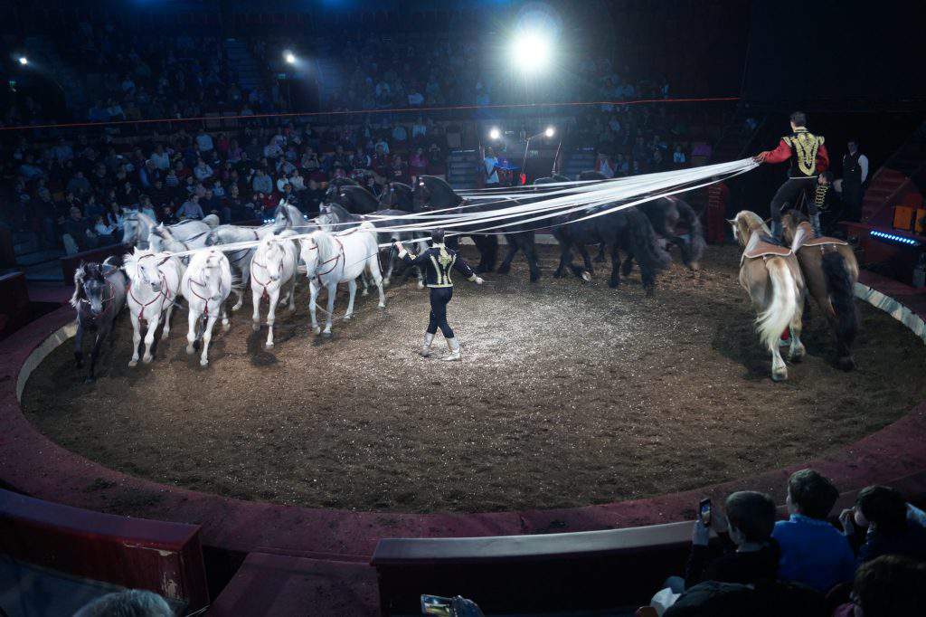 Столичный цирк Будапешта верховая езда