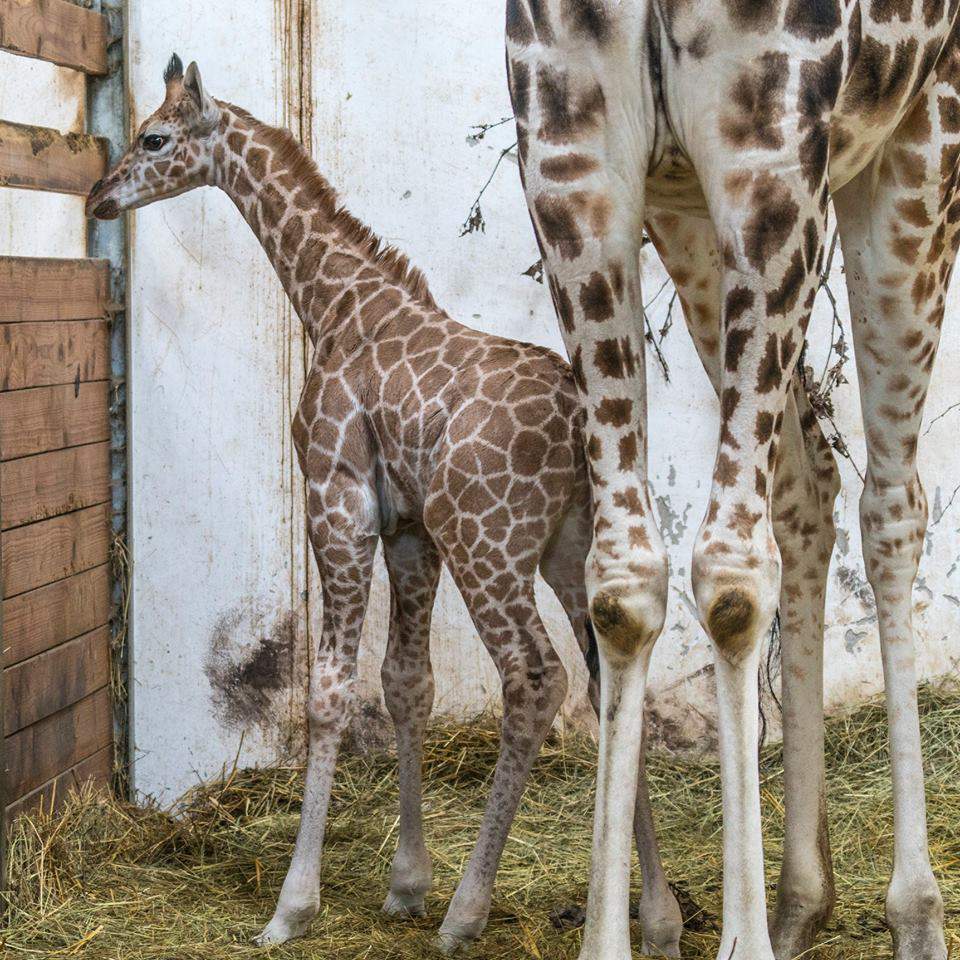 animal zoo babay giraffe