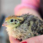 13-year-old kids performed autopsy on living animals in secondary school