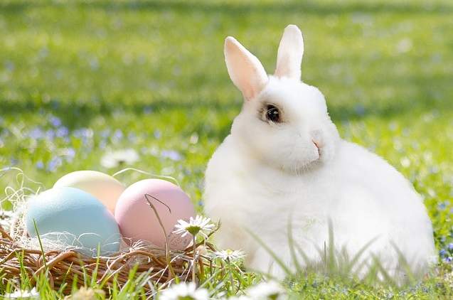 uova di coniglio di Pasqua