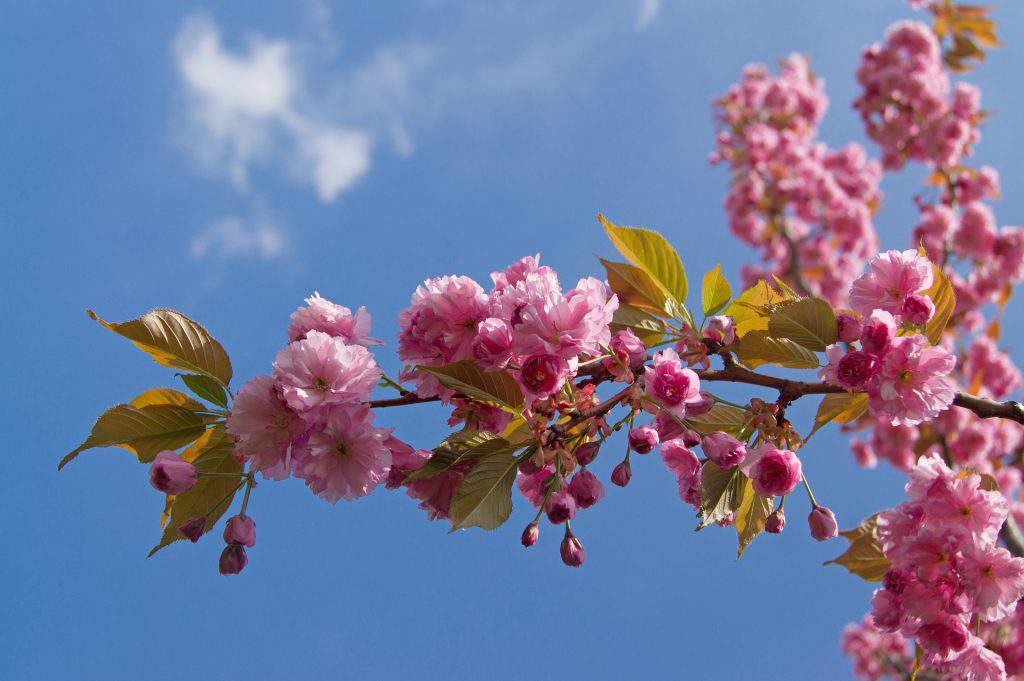 cherry blossom Nagykörű