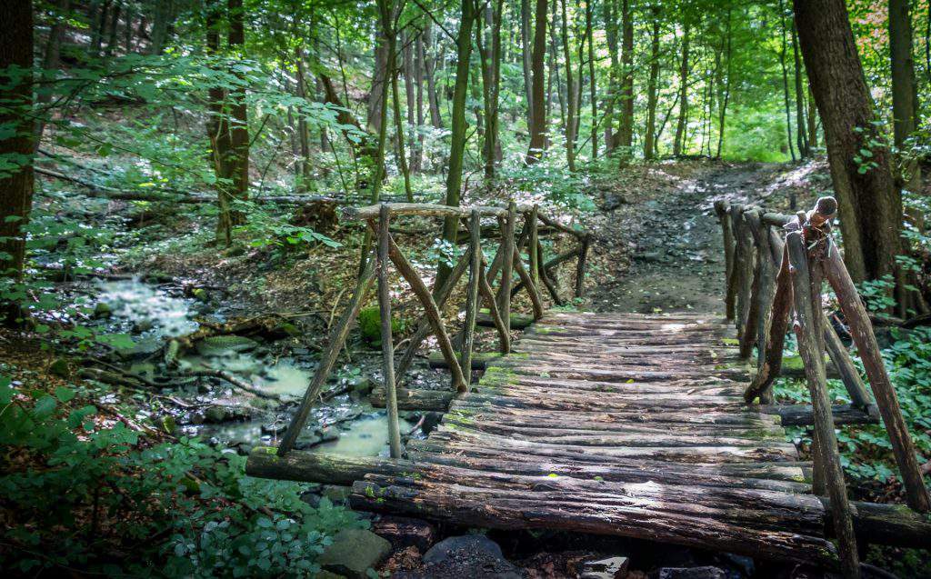 forest woods path walk bridge nature