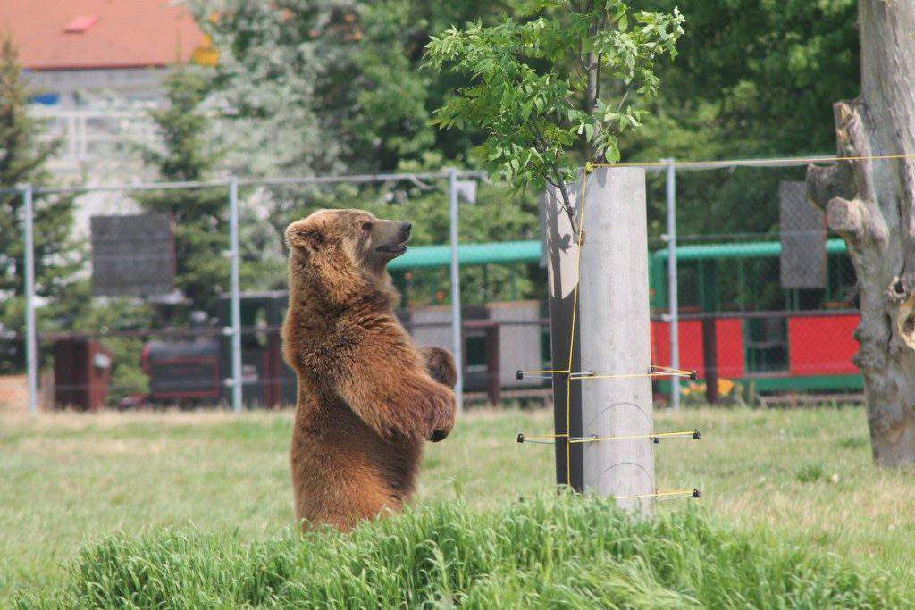 bear farm Veresegyháza zoo