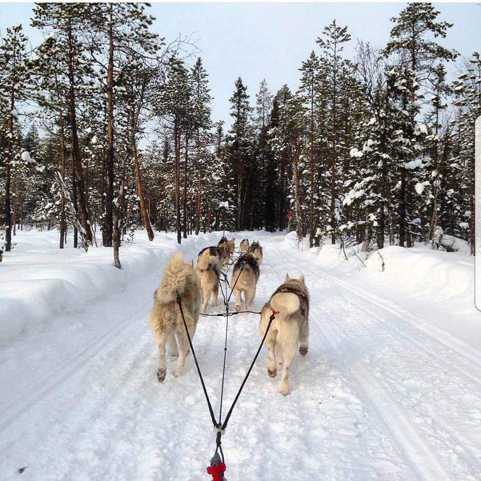 Fjällräven Polar Kitty Zaja North Pole dog sledge