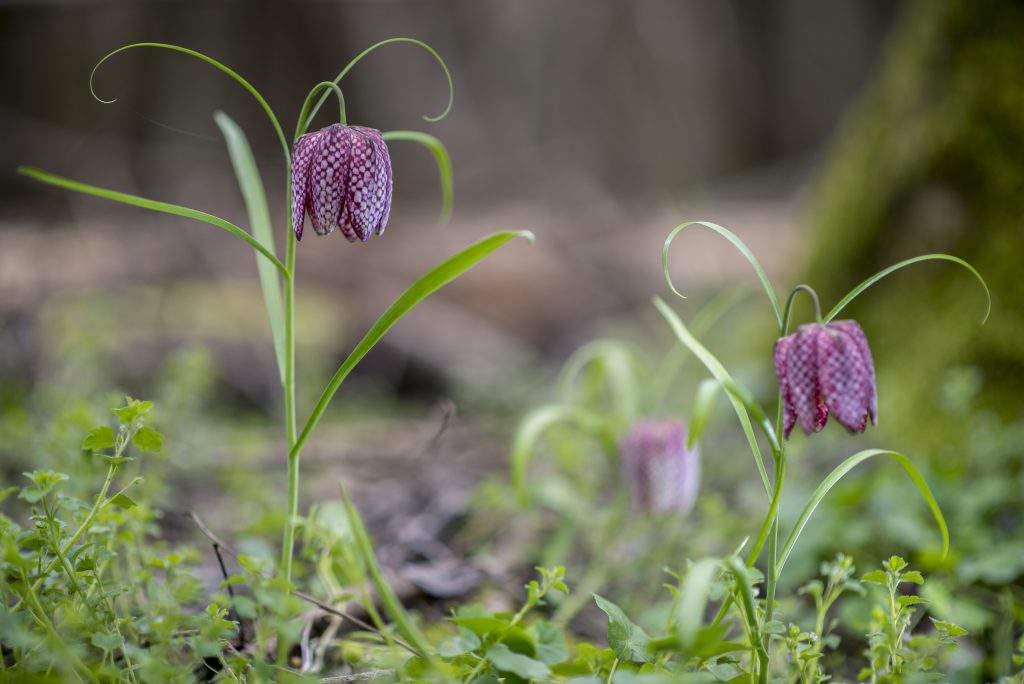 Spring in Hungary, Photo: MTI