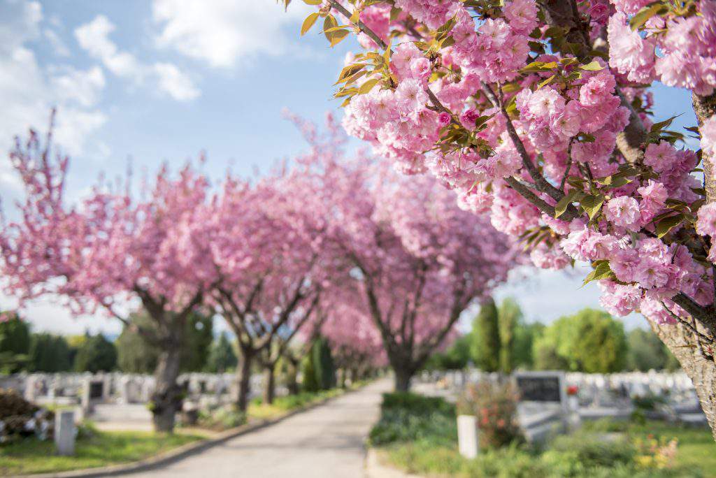 Blossoming cherry trees in Pécs