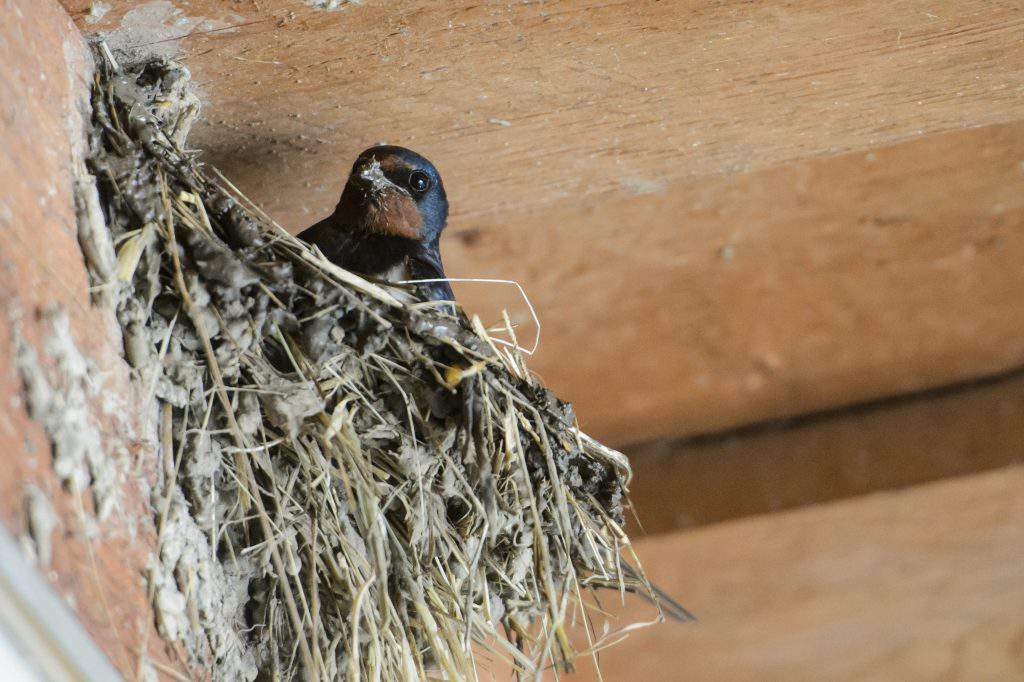 Swallows in Hungary, photo: MTI