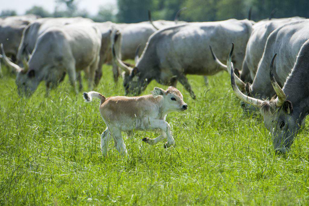 grey calf