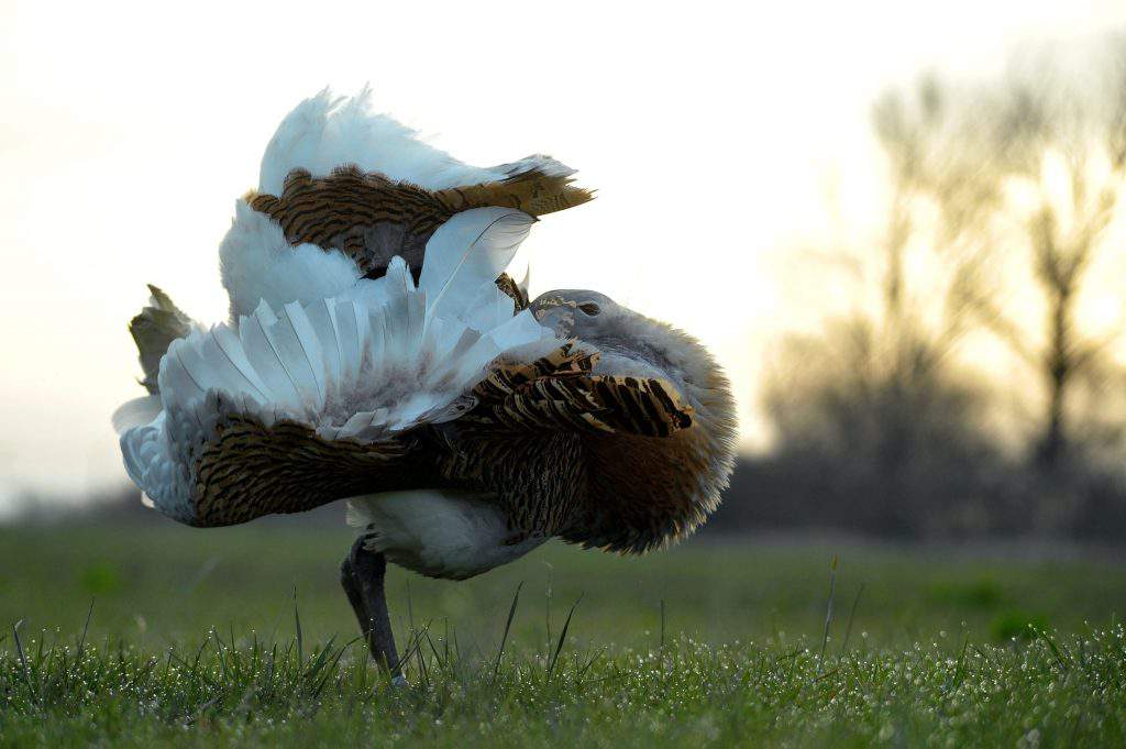 Spring in Hungary