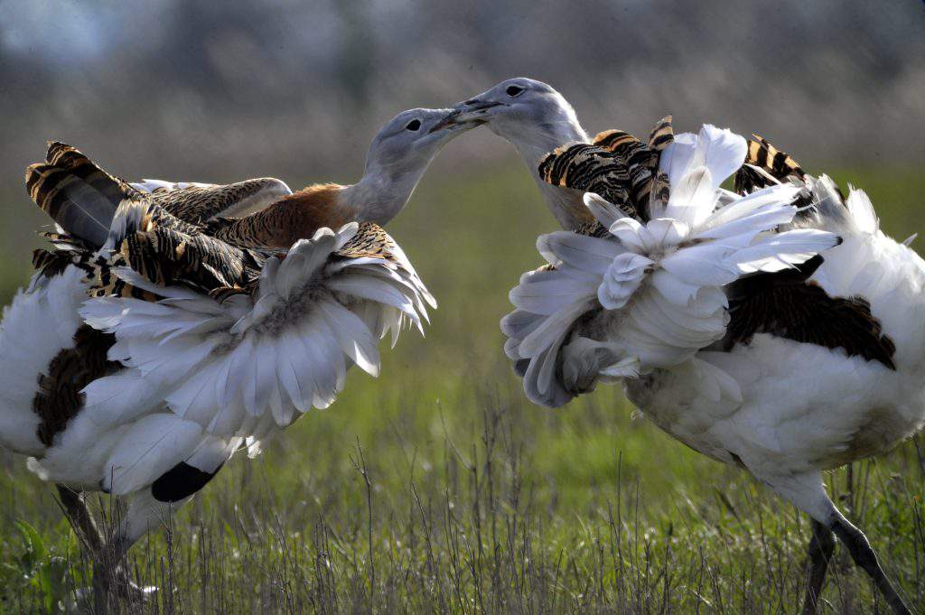 Spring in Hungary