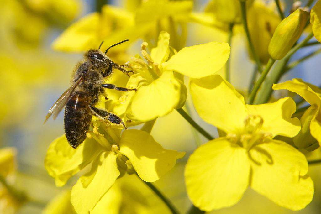 Spring in Hungary, Photo: MTI