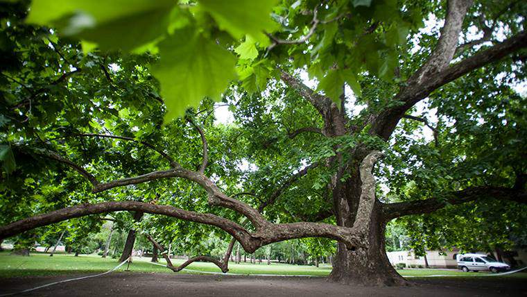 margaret island, tree