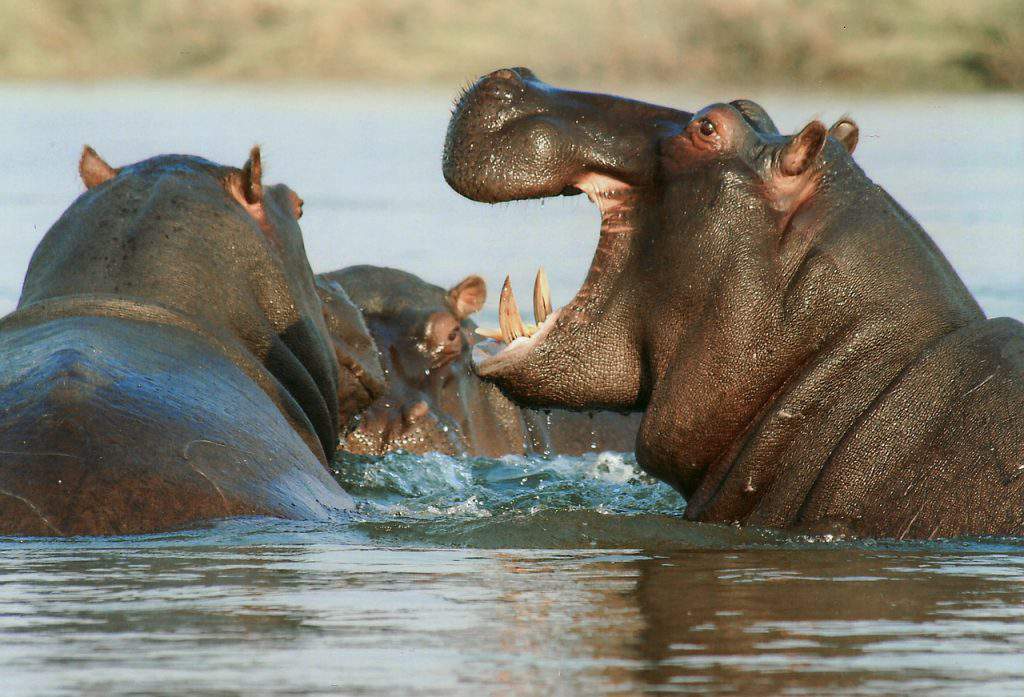 animal de la faune hippopotame