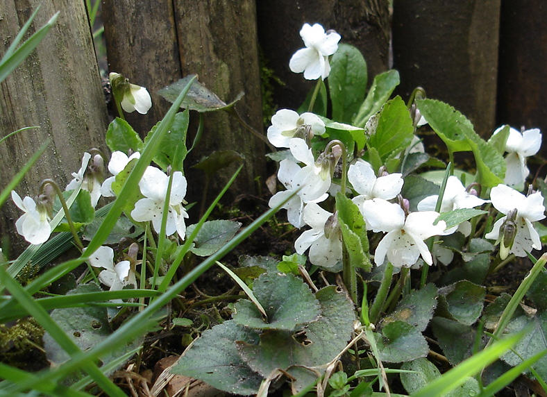 fehér ibolya flower